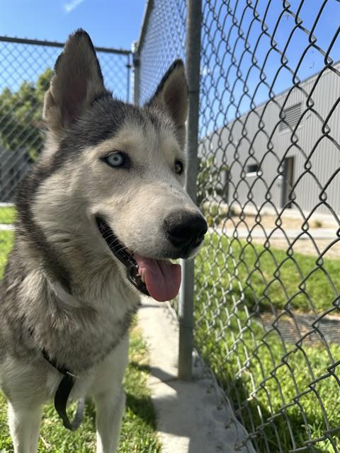 Ginnia, a Siberian Husky, available for adoption