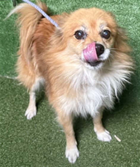 A5807891, a Pomeranian, available for adoption