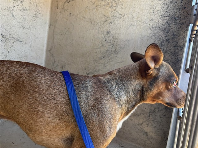 A482049, a Chihuahua (mix breed), available for adoption