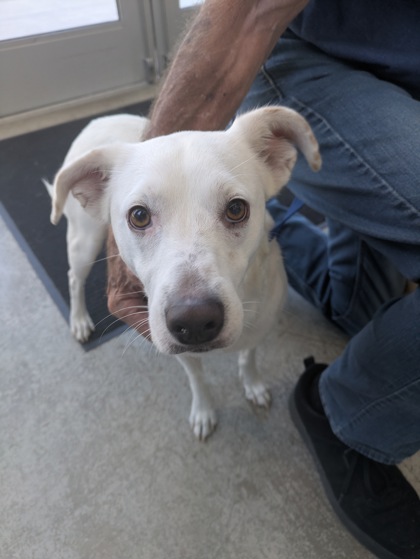 Bea, a Terrier (mix breed), available for adoption