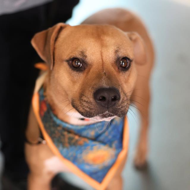 Bean, a American Staffordshire Terrier (mix breed), available for adoption