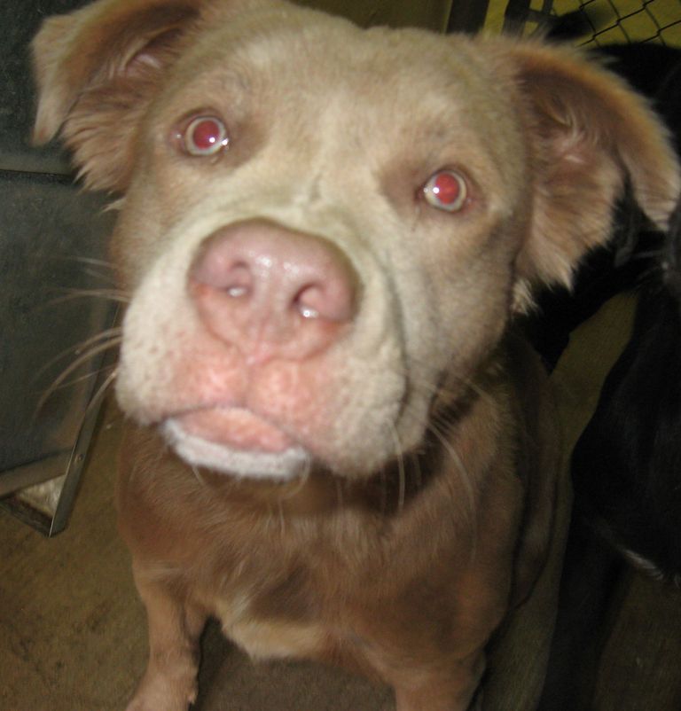 Other Photos of thie Dog