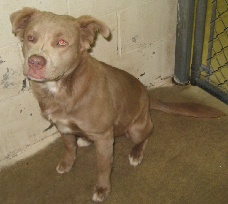 Other Photos of thie Dog