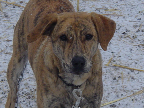 Main Photo of this Dog