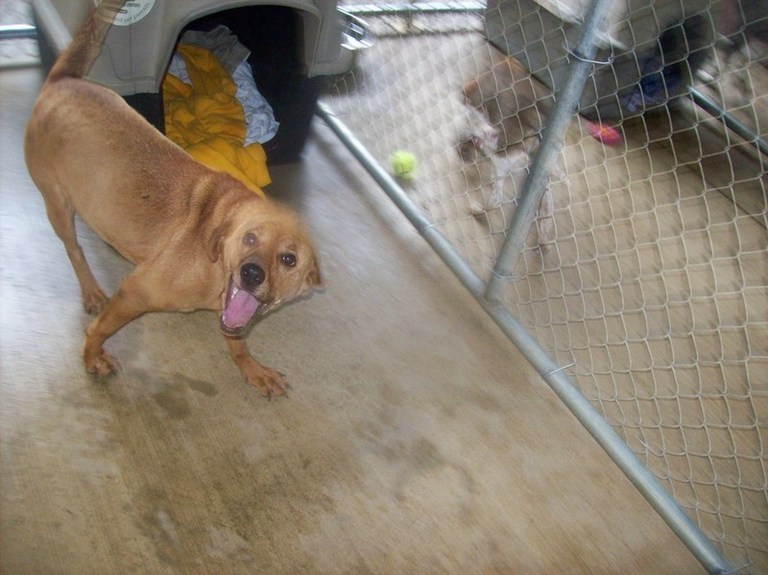 Other Photos of thie Dog