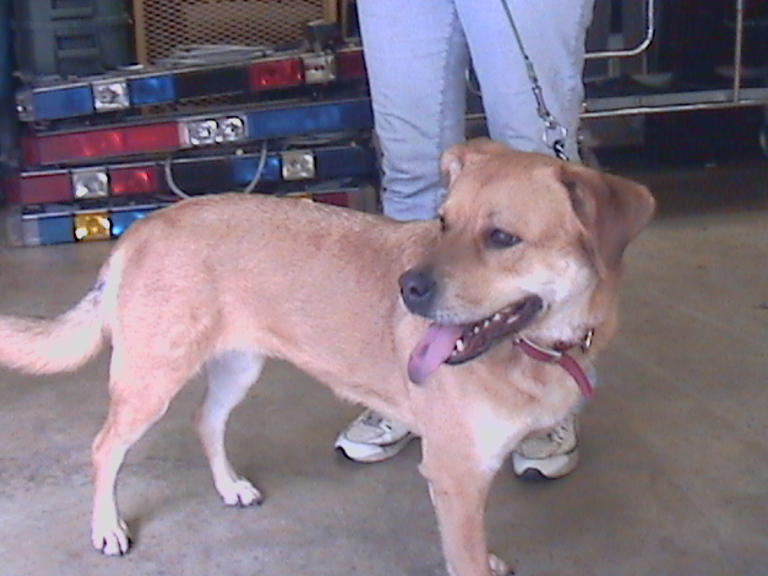 Other Photos of thie Dog