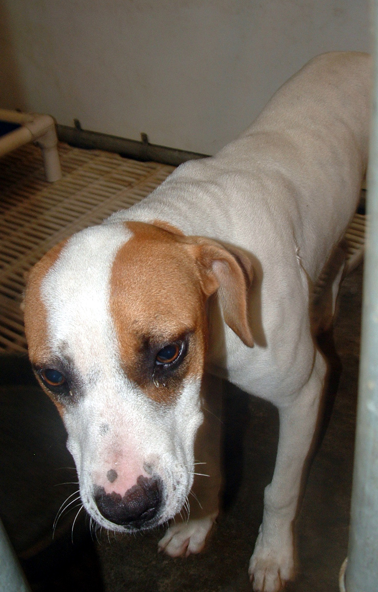Other Photos of thie Dog