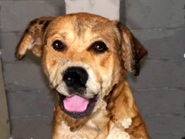 Other Photos of thie Dog
