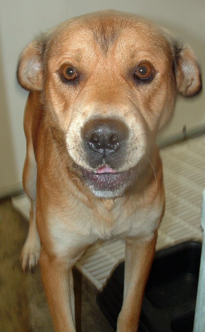 Other Photos of thie Dog