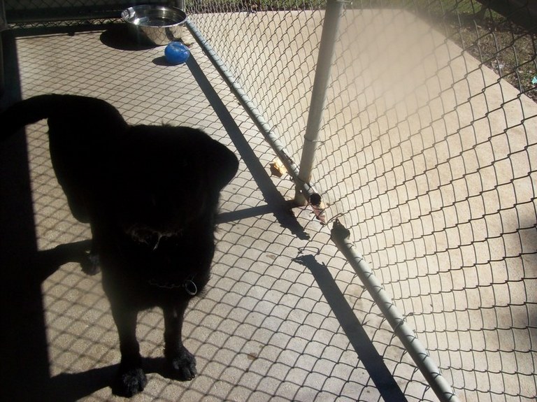 Other Photos of thie Dog