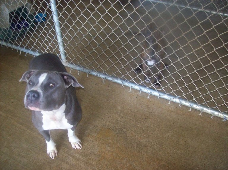 Other Photos of thie Dog