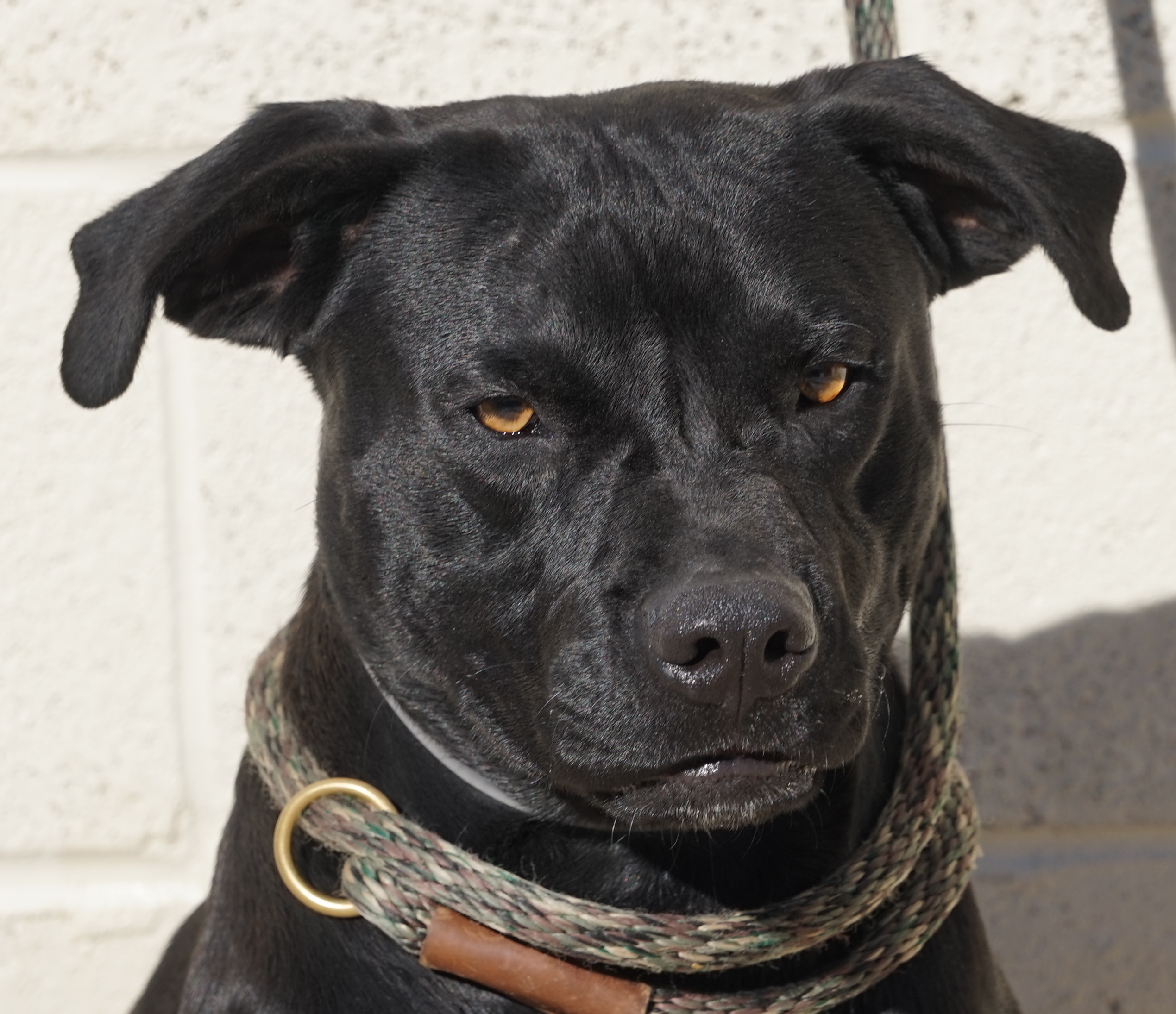 Other Photos of thie Dog