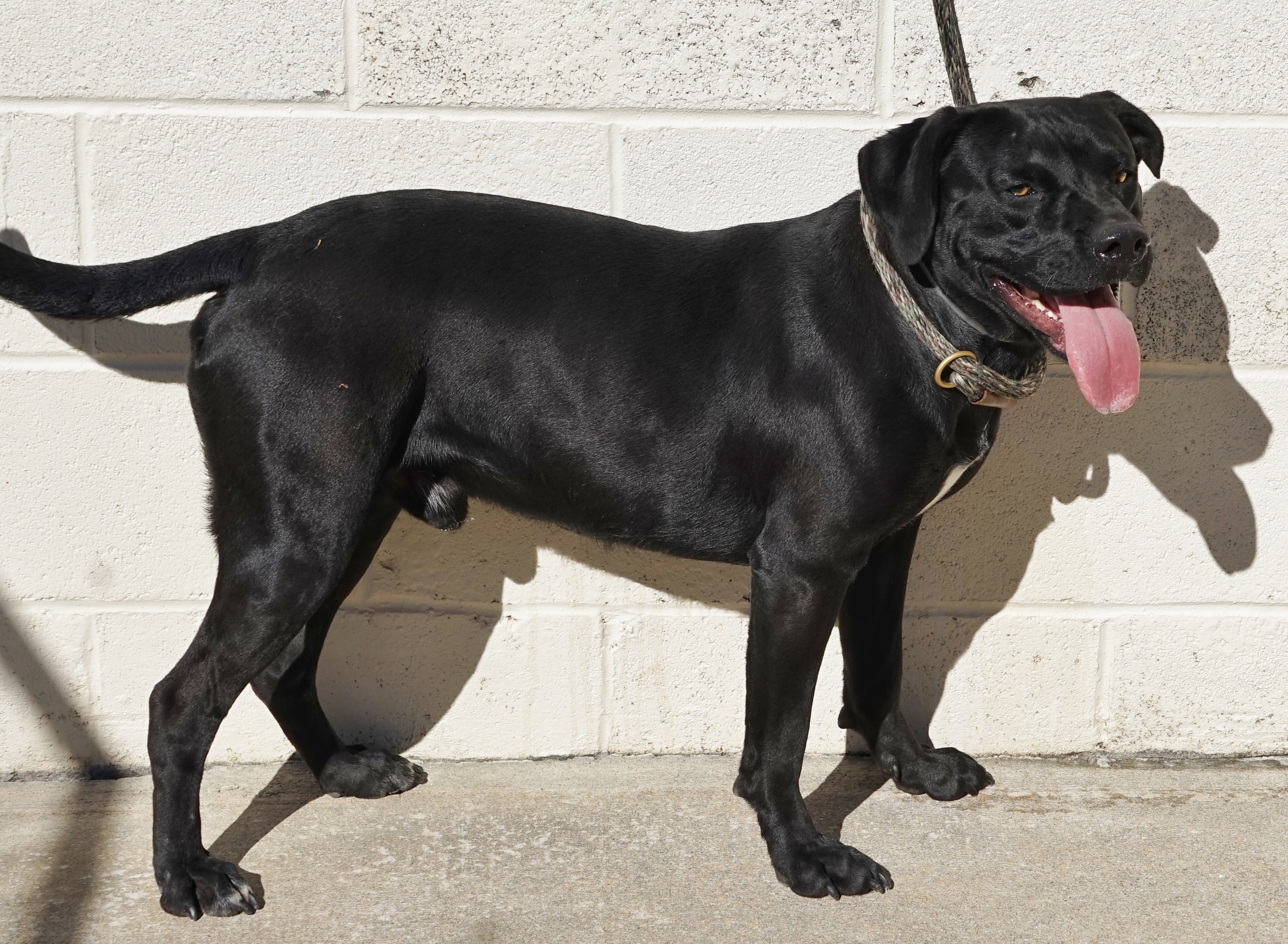 Other Photos of thie Dog