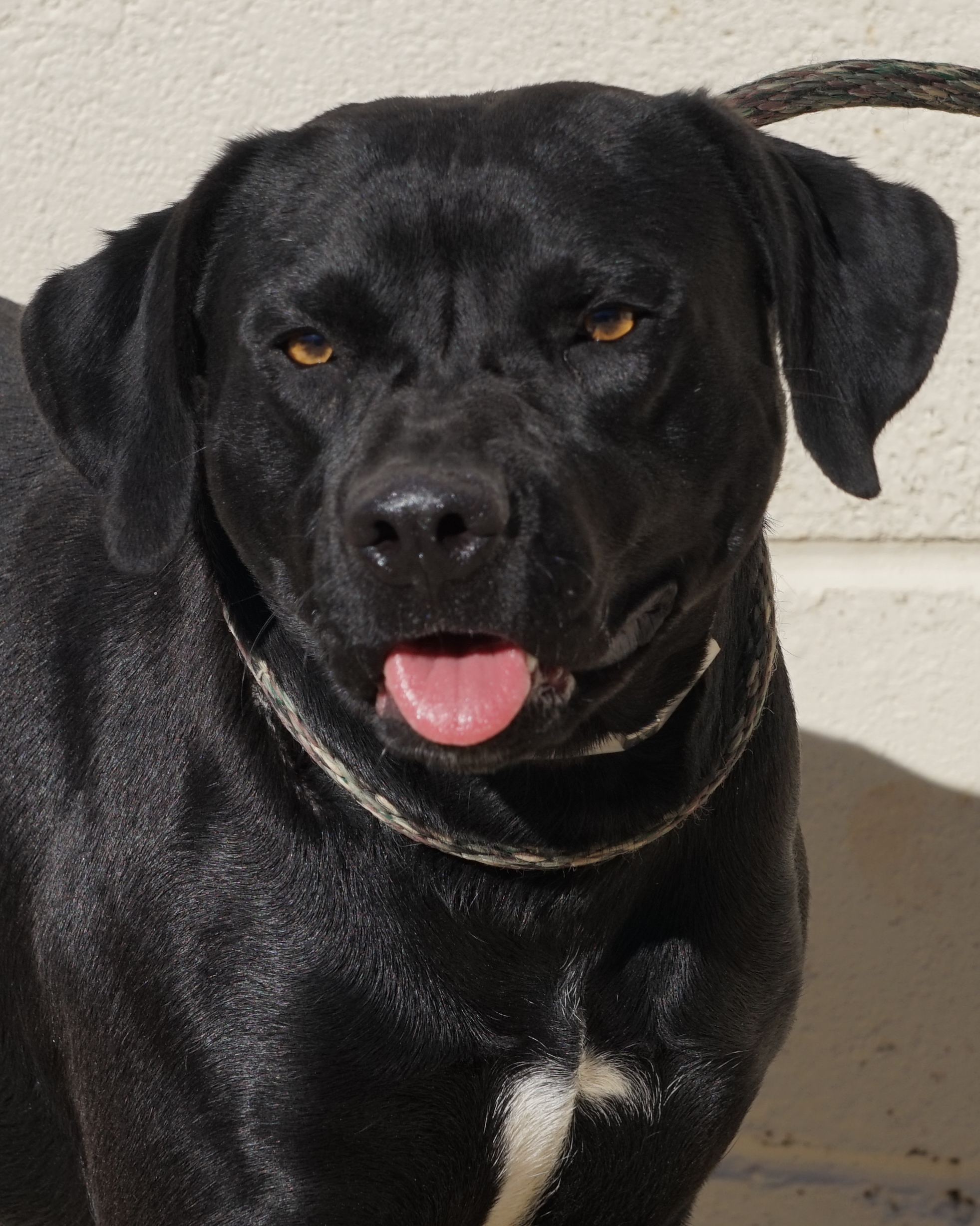 Other Photos of thie Dog