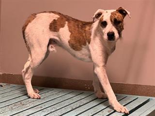 Other Photos of thie Dog