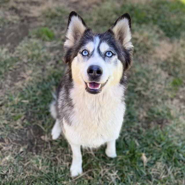 Main Photo of this Dog