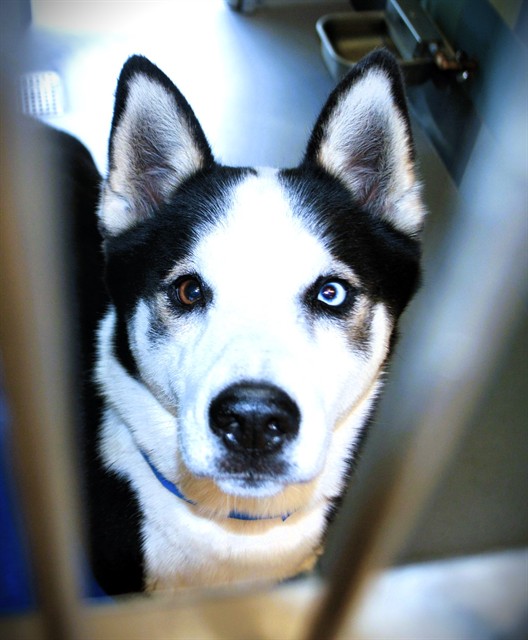 Other Photos of thie Dog