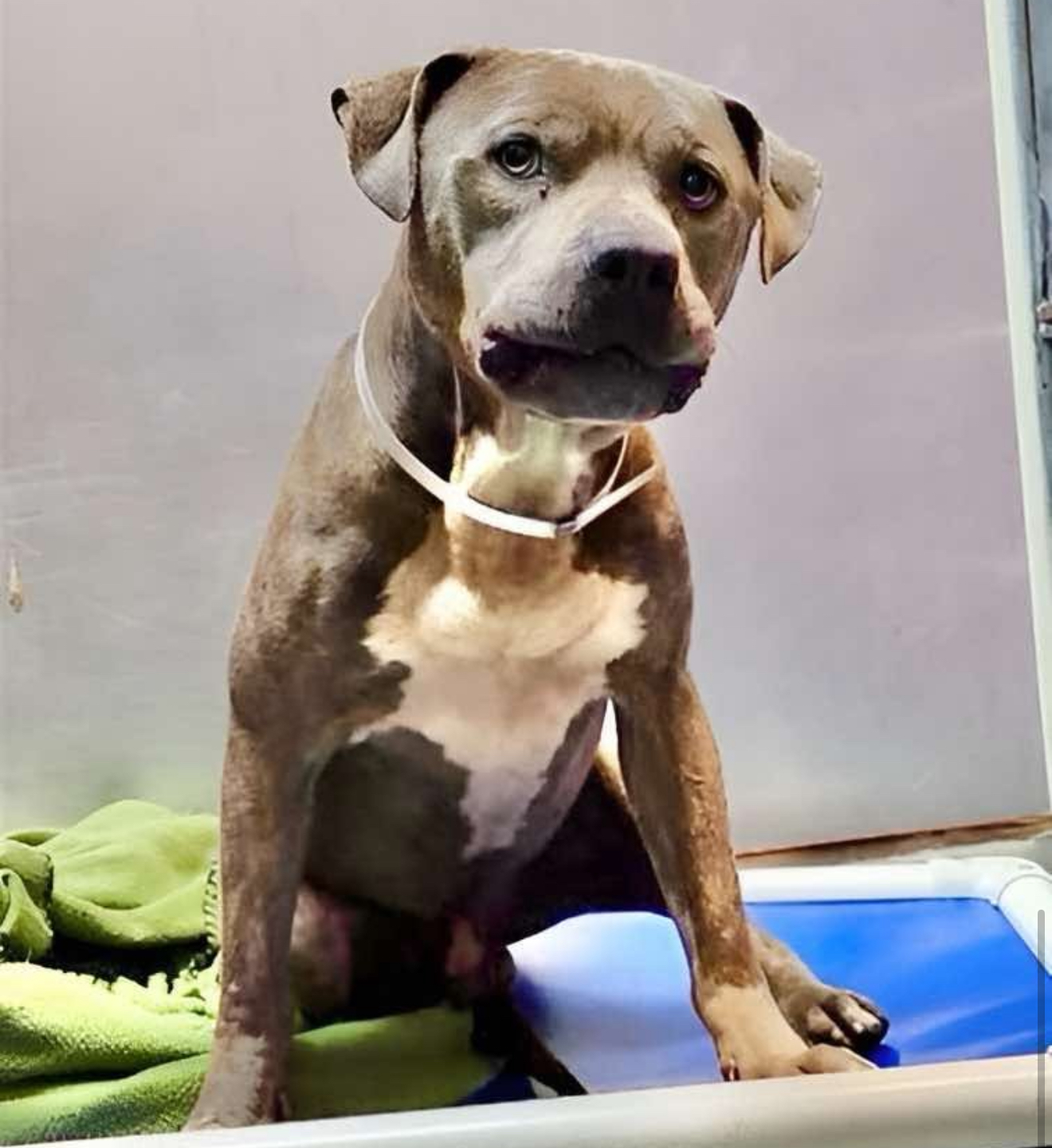 Main Photo of this Dog