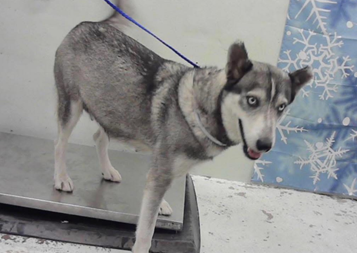 Other Photos of thie Dog