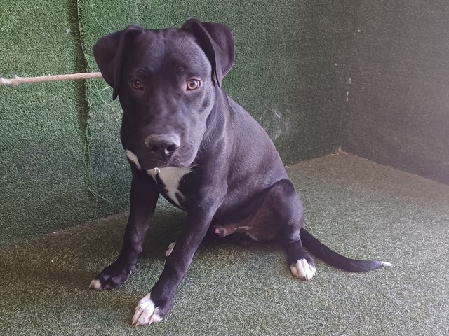 Dover, a Labrador Retriever, available for adoption