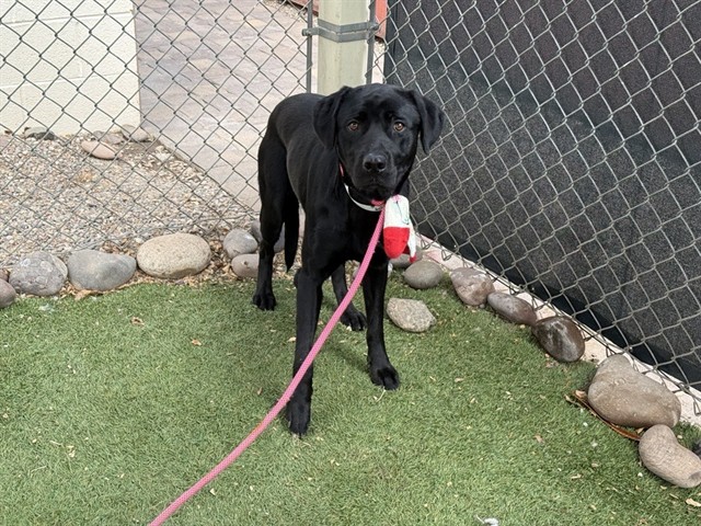Addie, a Black Labrador Retriever, available for adoption