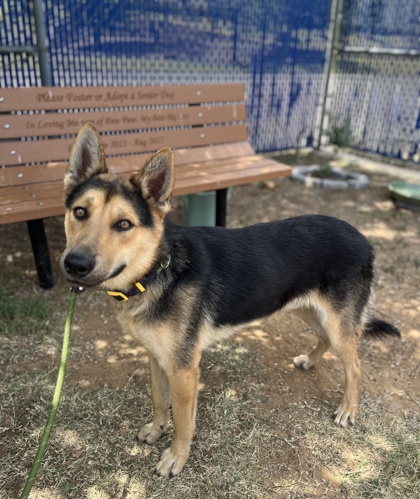 Woody, a German Shepherd, available for adoption