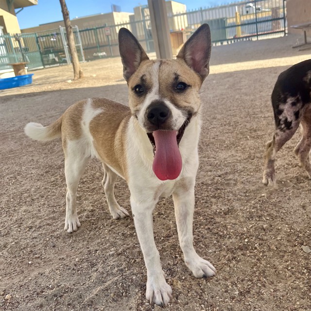 Elsa, a Shepherd (mix breed), available for adoption