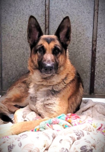 Roger, a German Shepherd, available for adoption