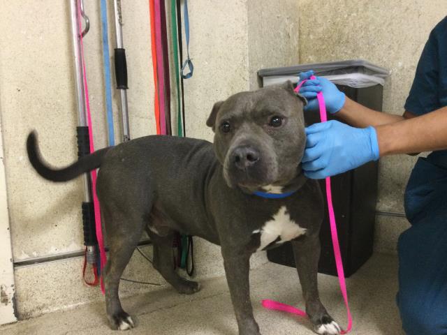 Buddy, a Pit Bull Terrier, available for adoption