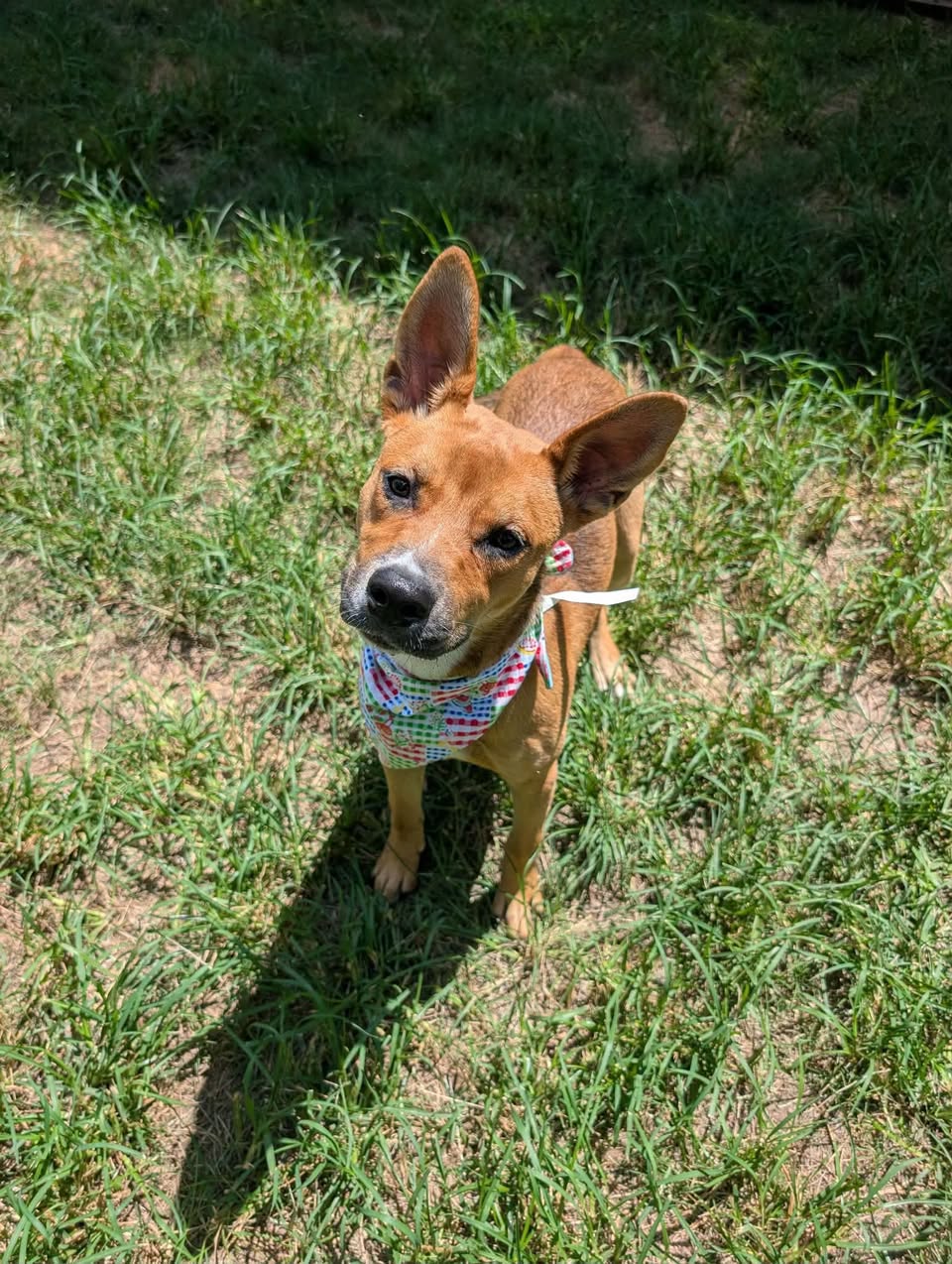 French Fry, a American Staffordshire Terrier, available for adoption