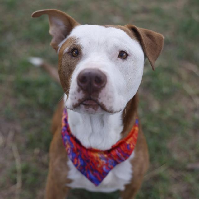 Freeza, a American Staffordshire Terrier, available for adoption