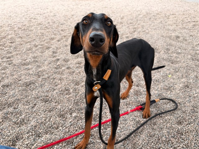 Billy, a Doberman Pinscher, available for adoption