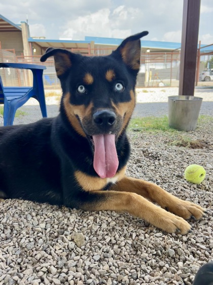 Adoptable pet photo