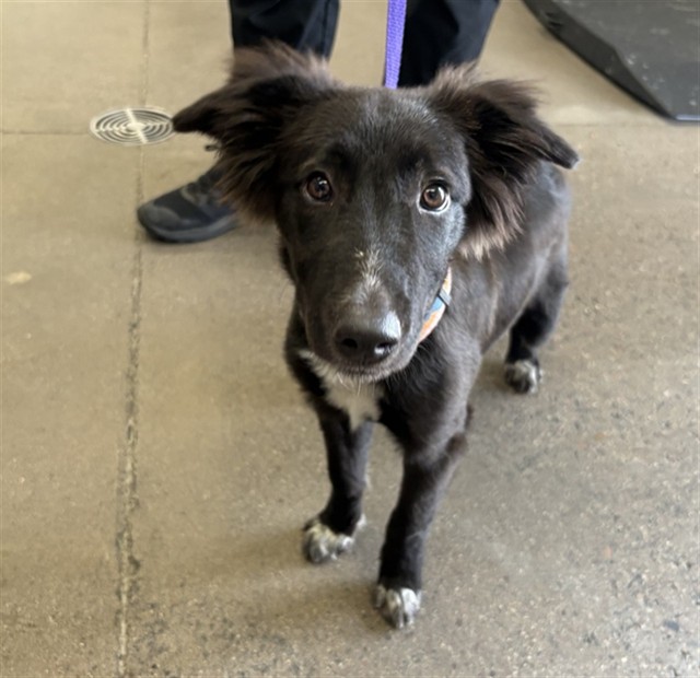 Adoptable pet photo