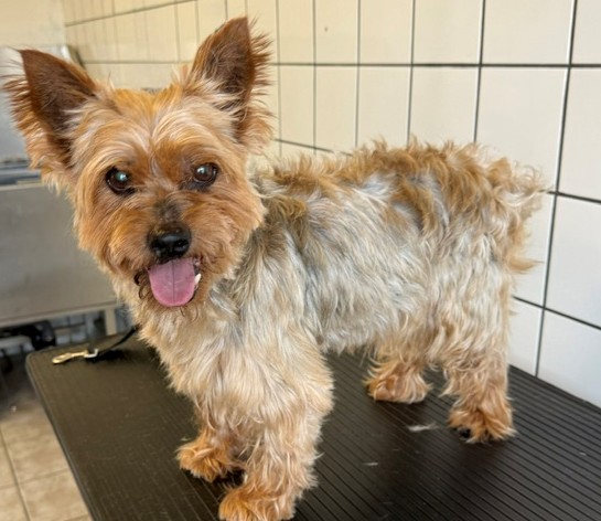Adoptable pet photo
