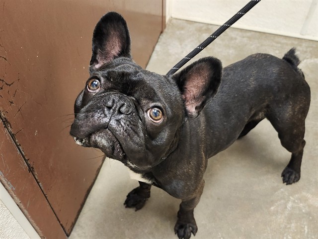 Adoptable pet photo