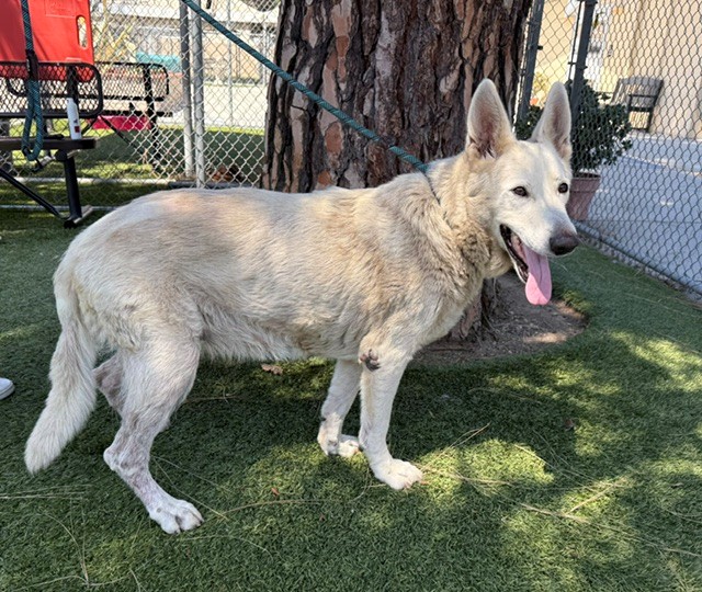 Perla, a German Shepherd, available for adoption