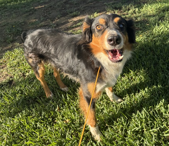 Adoptable pet photo