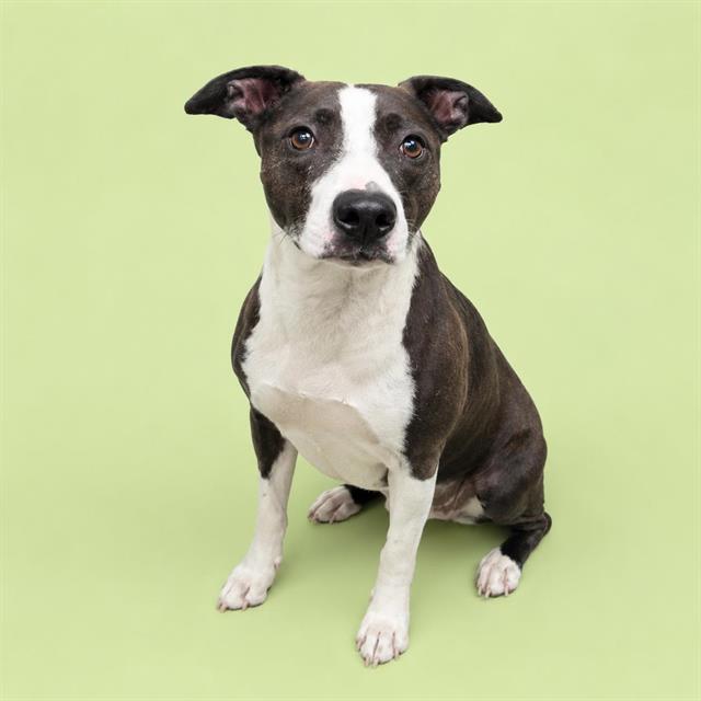 Adoptable pet photo