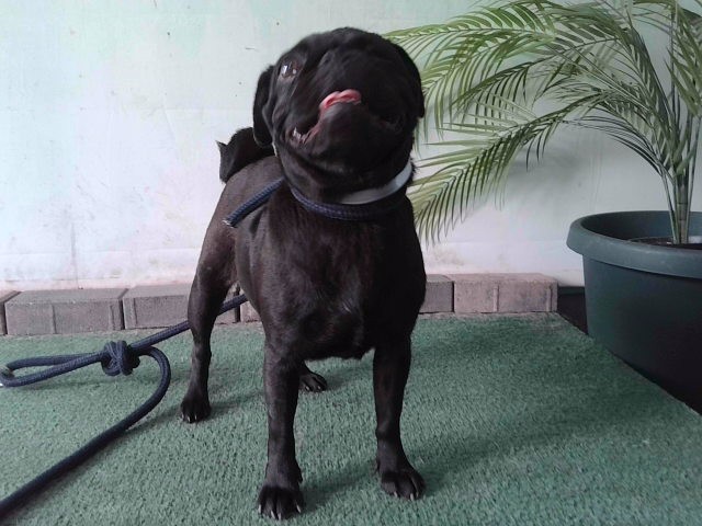 Adoptable pet photo
