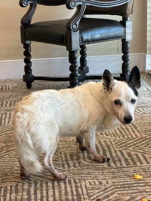 Adoptable pet photo