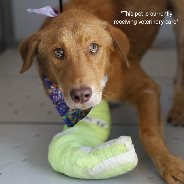 Shepherd (mix breed) available for adoption