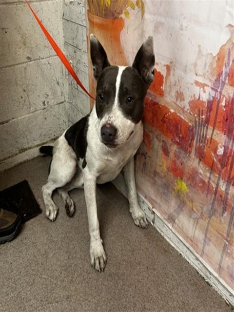 Pit Bull Terrier (mix breed) available for adoption