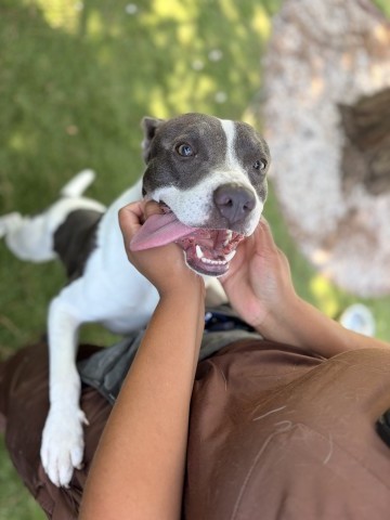 Miraz, a Pit Bull Terrier (mix breed), available for adoption