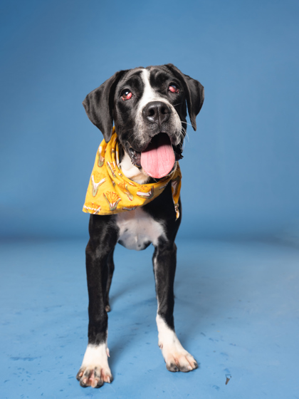 Lee, a Terrier (mix breed), available for adoption