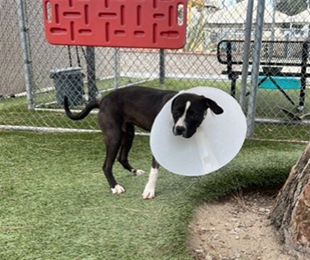Daisy, a Bullmastiff, available for adoption