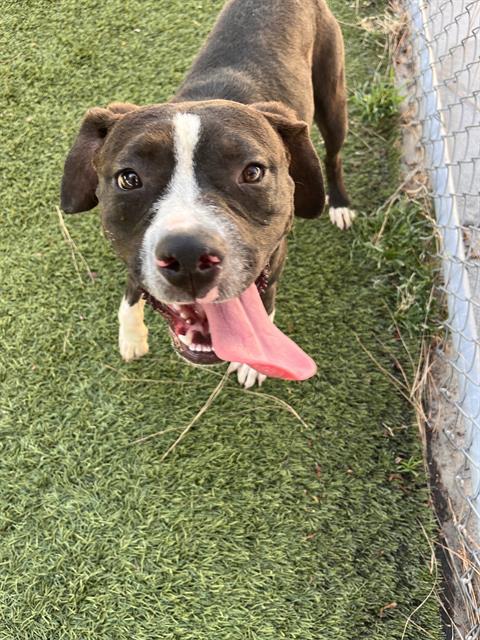 Daisy, a Bullmastiff, available for adoption
