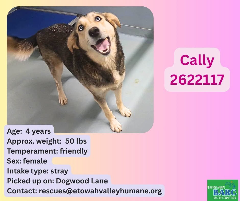 Cally, a Husky, available for adoption