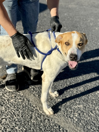 Jack, a American Staffordshire Terrier, available for adoption