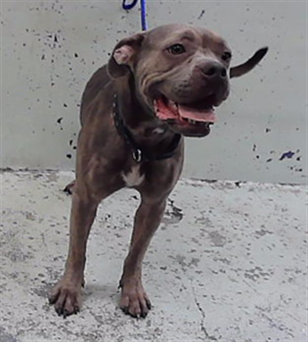 Daisy, a Staffordshire Bull Terrier (mix breed), available for adoption